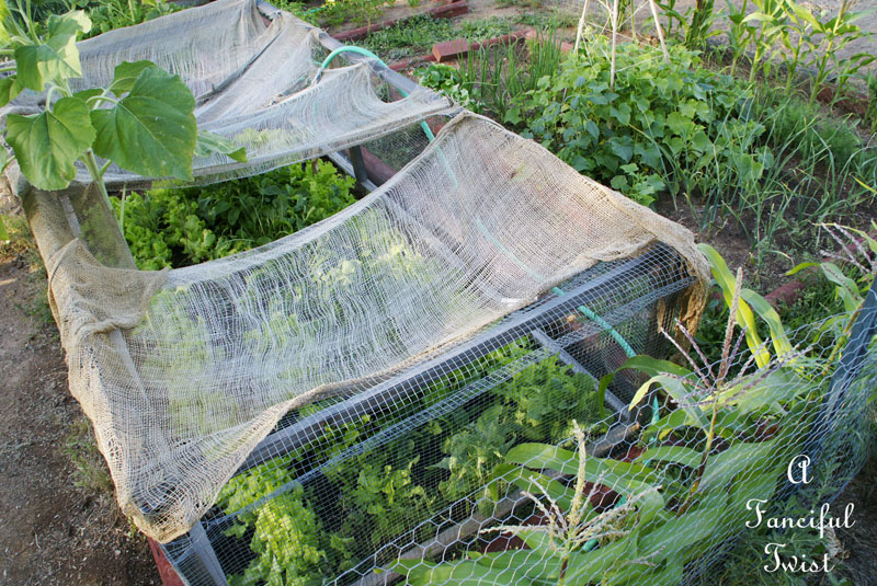 Vegetable garden 25 Vegetable garden 25