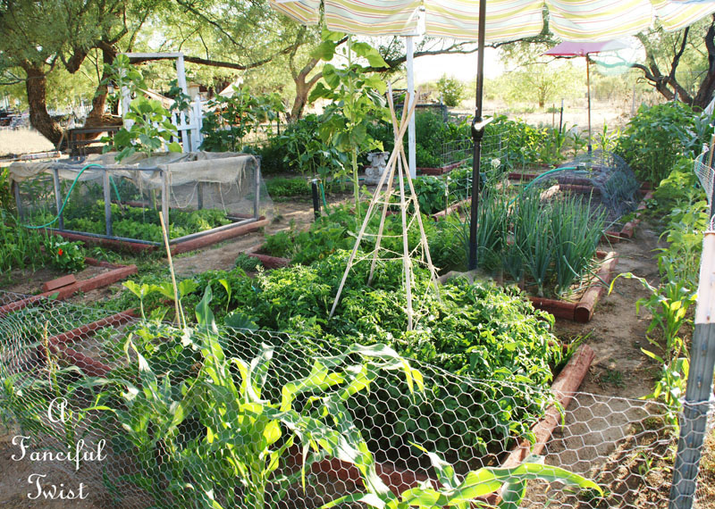 Vegetable garden 26 Vegetable garden 26