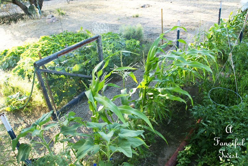 Vegetable garden 3 Vegetable garden 3