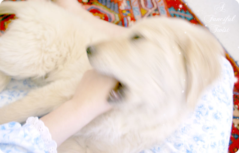 Pupsie 15 Pupsie 15
