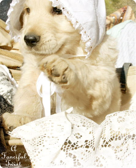 Puppers 2 Puppers 2