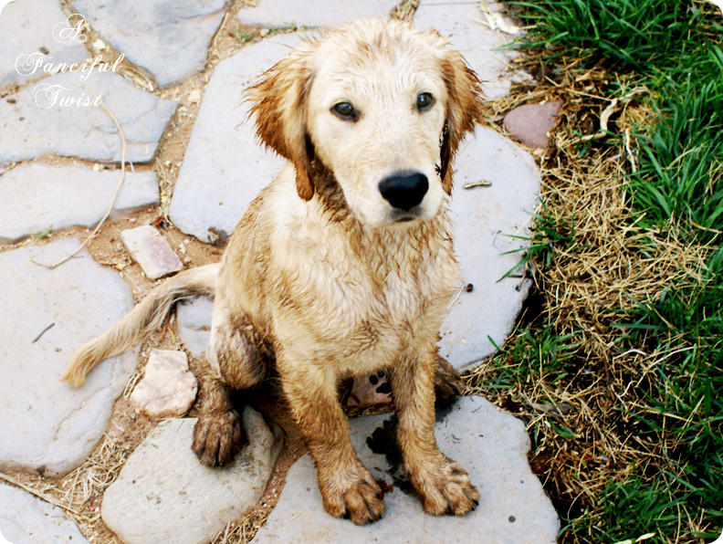 Dirt little dog 1 Dirt little dog 1