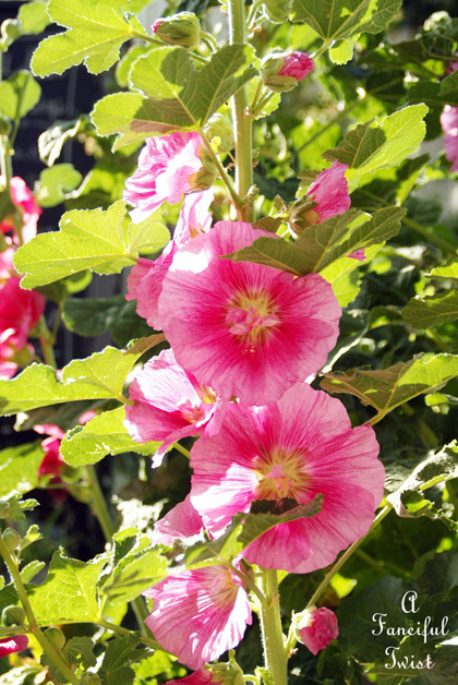 Hollyhock garden 4a Hollyhock garden 4a