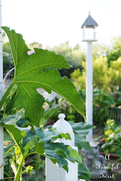 Vegetable garden 5 Vegetable garden 5
