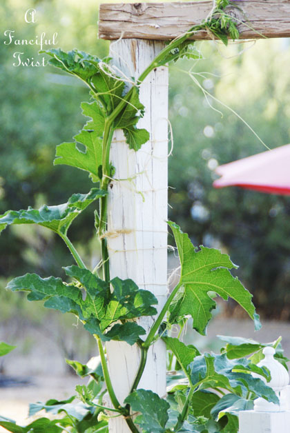 Vegetable garden 18 Vegetable garden 18