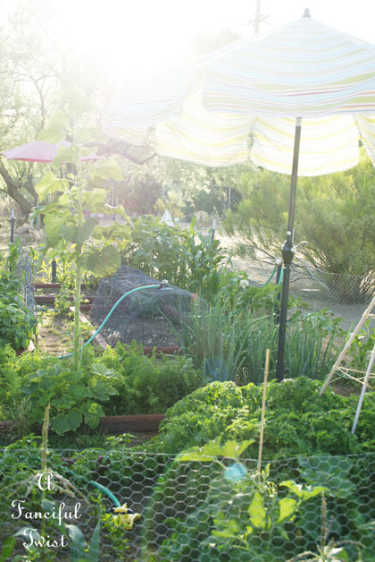 Vegetable garden 23 Vegetable garden 23