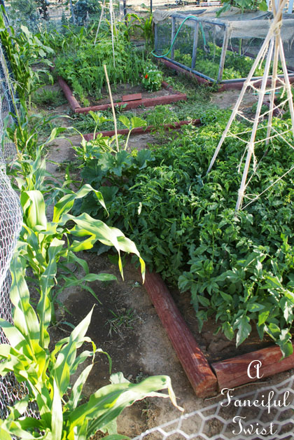 Vegetable garden 15 Vegetable garden 15