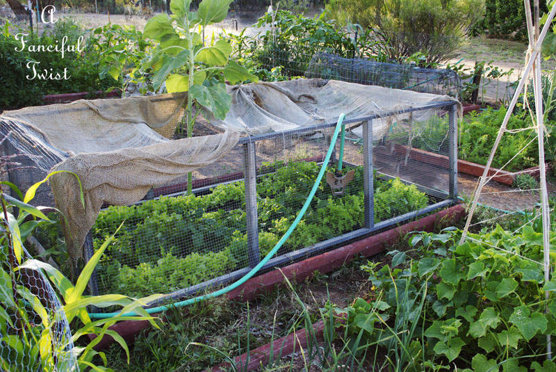 Vegetable garden 8 Vegetable garden 8