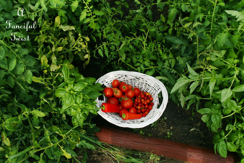 Tomatoes in the garden 3 Tomatoes in the garden 3