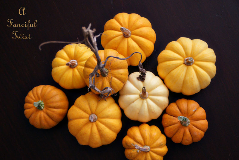 Pumpkin patch 2 Pumpkin patch 2