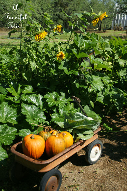 Pumpkin patch 18 Pumpkin patch 18