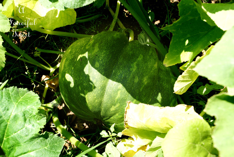 Pumpkin patch 11 Pumpkin patch 11