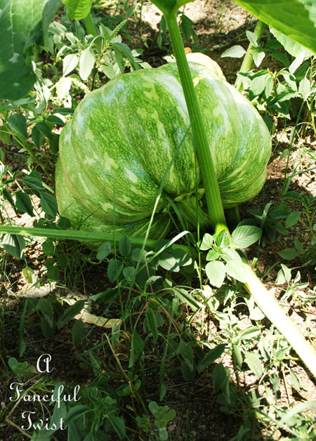 Pumpkin patch 6 Pumpkin patch 6