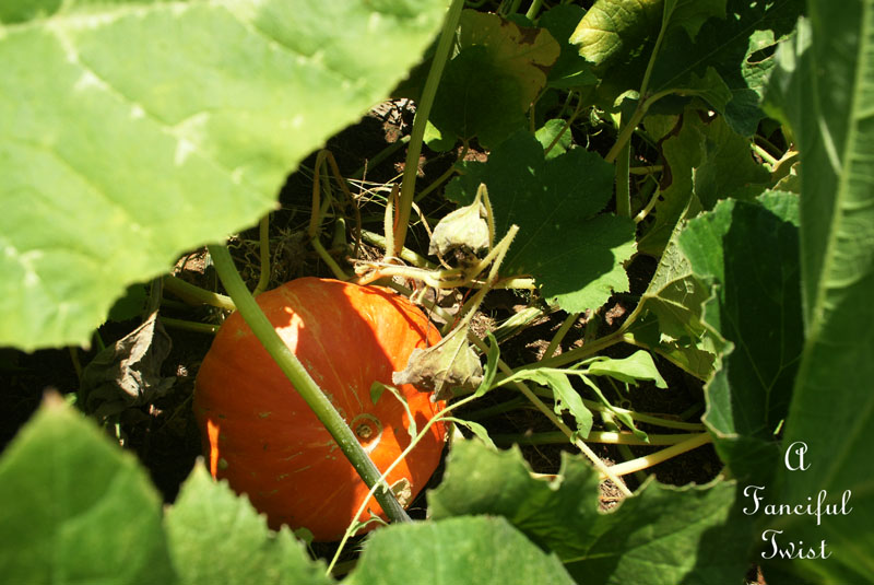 Pumpkin patch 10 Pumpkin patch 10