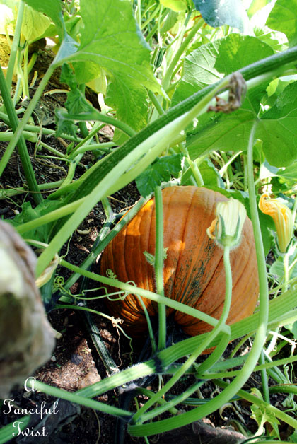 Pumpkin patch 13 Pumpkin patch 13