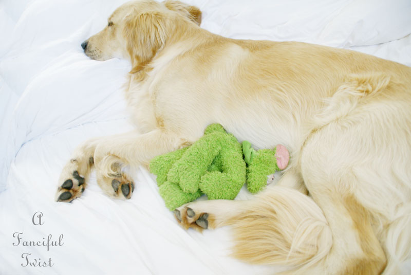 Golden retriever bliss Golden retriever bliss