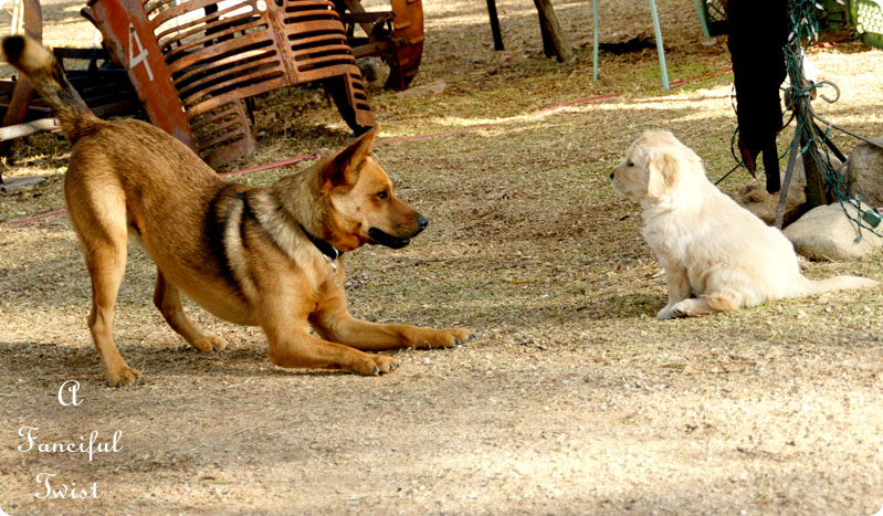 Puppy love 5 Puppy love 5