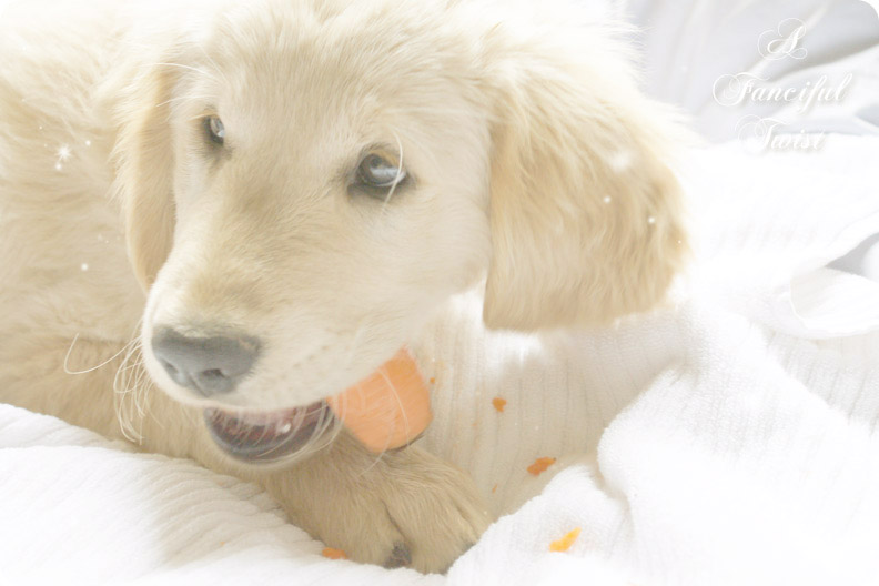 Pupsie Pupsie