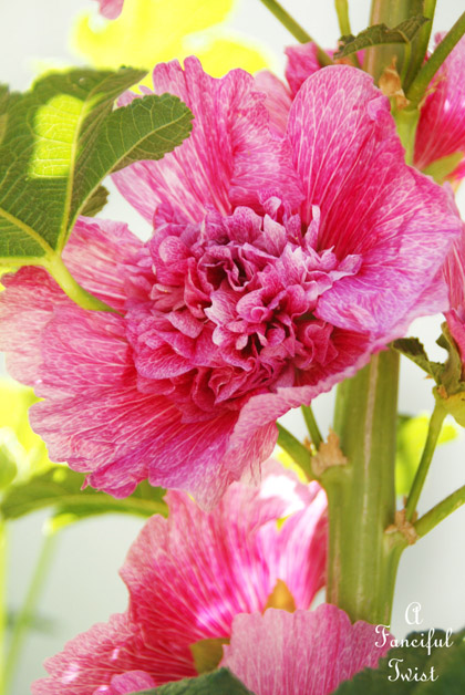 Hollyhock garden 7a Hollyhock garden 7a