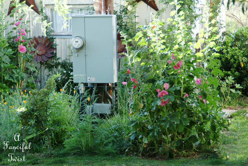 Hollyhock garden 12a Hollyhock garden 12a