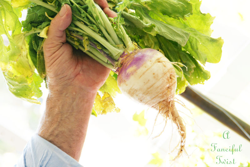 Vegetable garden 20 Vegetable garden 20