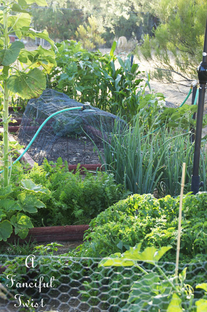 Vegetable garden 17 Vegetable garden 17