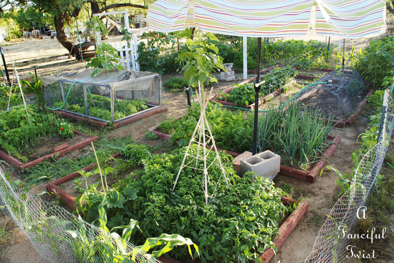 Vegetable garden 16 Vegetable garden 16