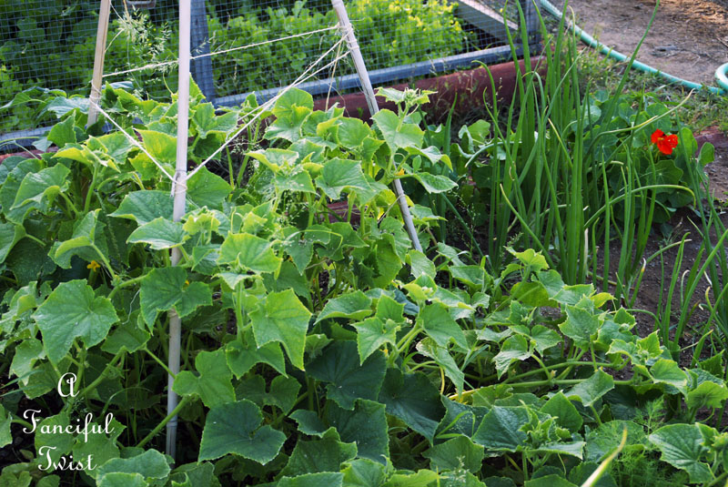 Vegetable garden 9 Vegetable garden 9