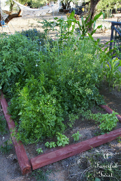 Vegetable garden 24 Vegetable garden 24