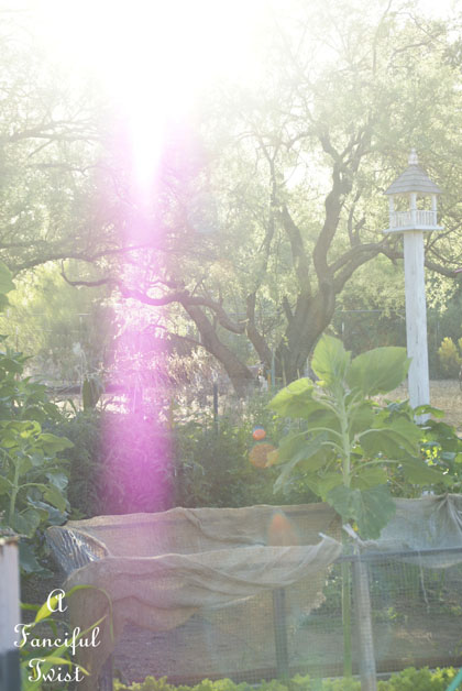 Vegetable garden 30 Vegetable garden 30