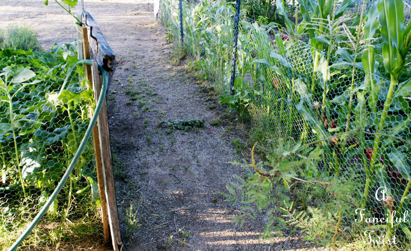 Vegetable garden 6 Vegetable garden 6