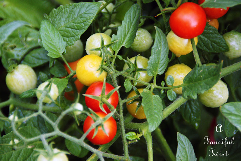 Tomatoes in the garden 1 Tomatoes in the garden 1