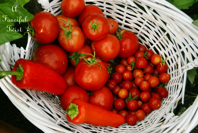 Tomatoes in the garden 2 Tomatoes in the garden 2