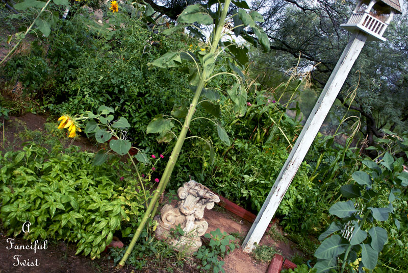 Tomatoes in the garden 8 Tomatoes in the garden 8