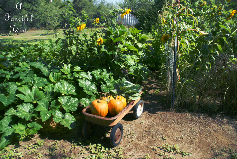 Pumpkin patch 17 Pumpkin patch 17