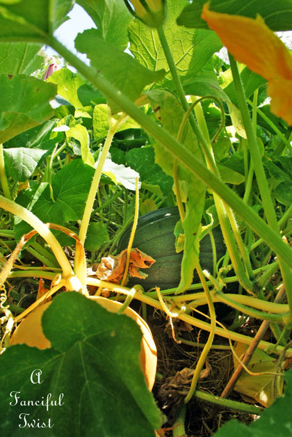 Pumpkin patch 5 Pumpkin patch 5