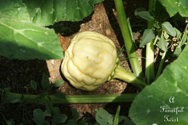 Pumpkin patch 7 Pumpkin patch 7