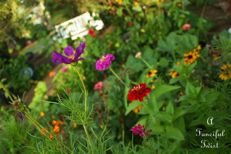 Summer flowers 6 Summer flowers 6