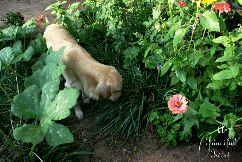 Summer flowers 4 Summer flowers 4
