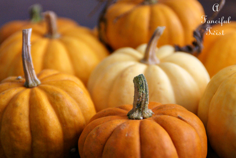 Pumpkin patch 3 Pumpkin patch 3