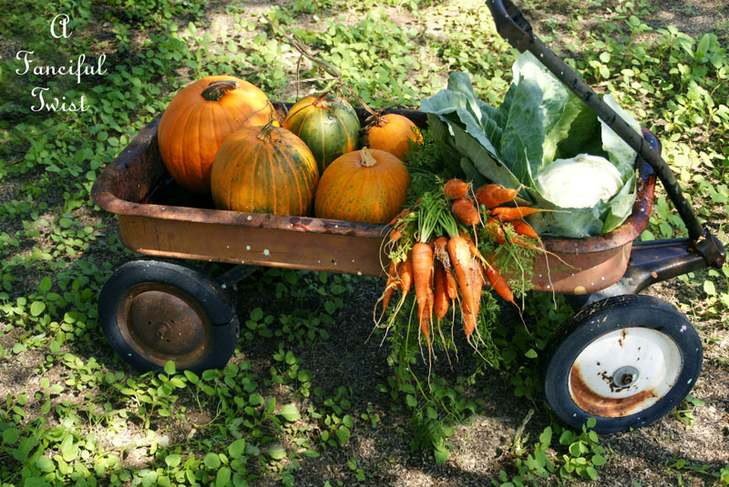 Pumpkin patch 16 Pumpkin patch 16