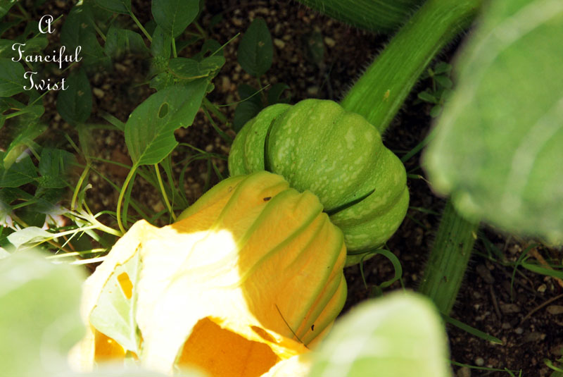 Pumpkin patch 12 Pumpkin patch 12
