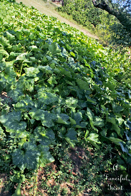 Pumpkin patch 8 Pumpkin patch 8