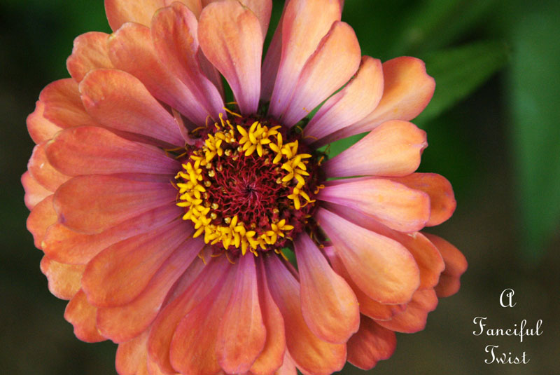 Summer flowers 5 Summer flowers 5
