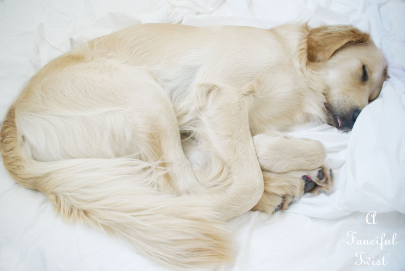 Sleepy golden 2 Sleepy golden 2