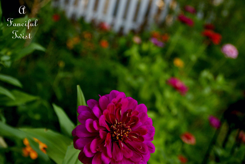 Summer flowers 8 Summer flowers 8