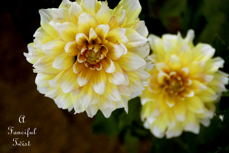 Summer flowers 3 Summer flowers 3