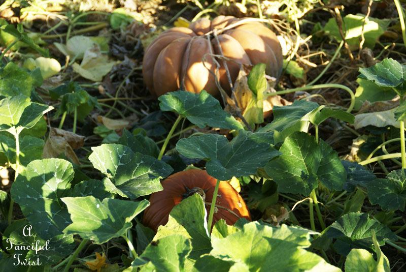 Pumpkin Picking Day 12 Pumpkin Picking Day 12
