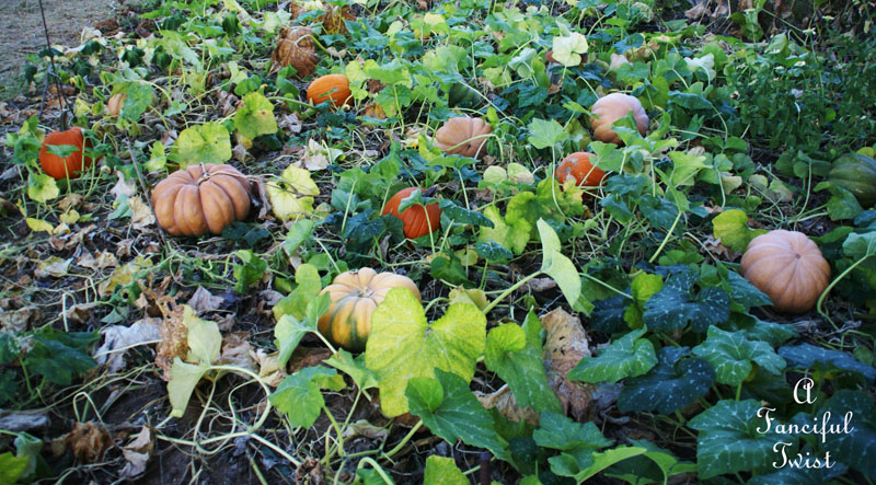 Pumpkin Picking Day 6 Pumpkin Picking Day 6