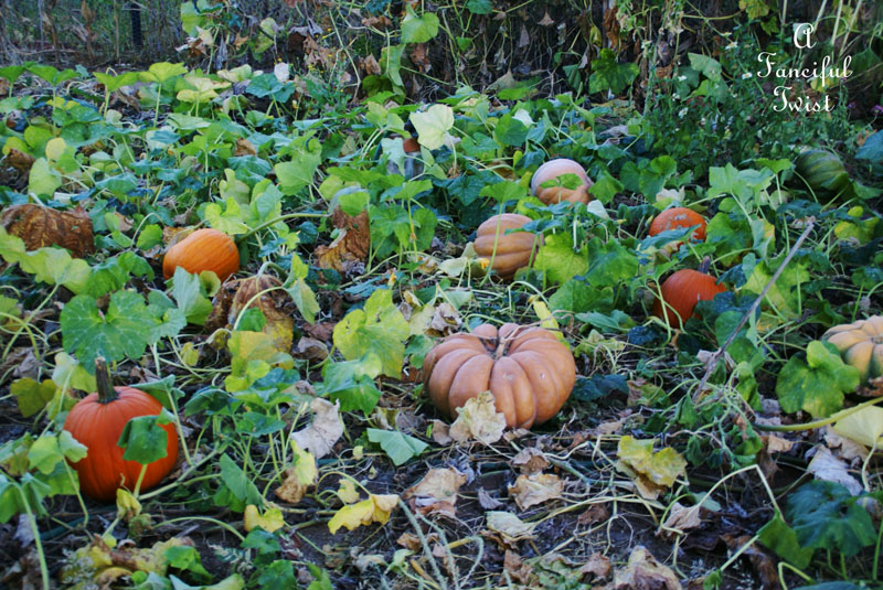 Pumpkin Picking Day 5 Pumpkin Picking Day 5